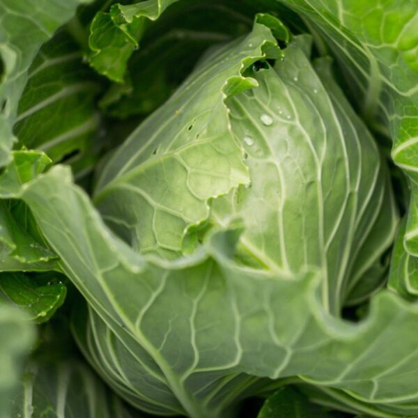 Salad Medium - Kupus Salata (Traditional cabbage salad